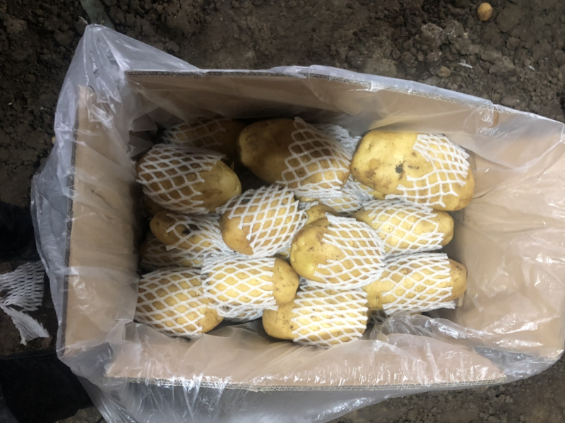 兰陵陆新荷兰15黄心土豆无青头产地直销价格公道