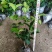 当年开花桂花树苗四季桂花树盆栽地栽四季开花桂花树苗8元