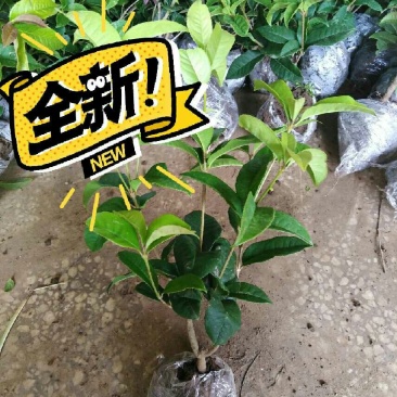 当年开花桂花树苗四季桂花树盆栽地栽四季开花桂花树苗8元