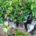 当年开花桂花树苗四季桂花树盆栽地栽四季开花桂花树苗8元