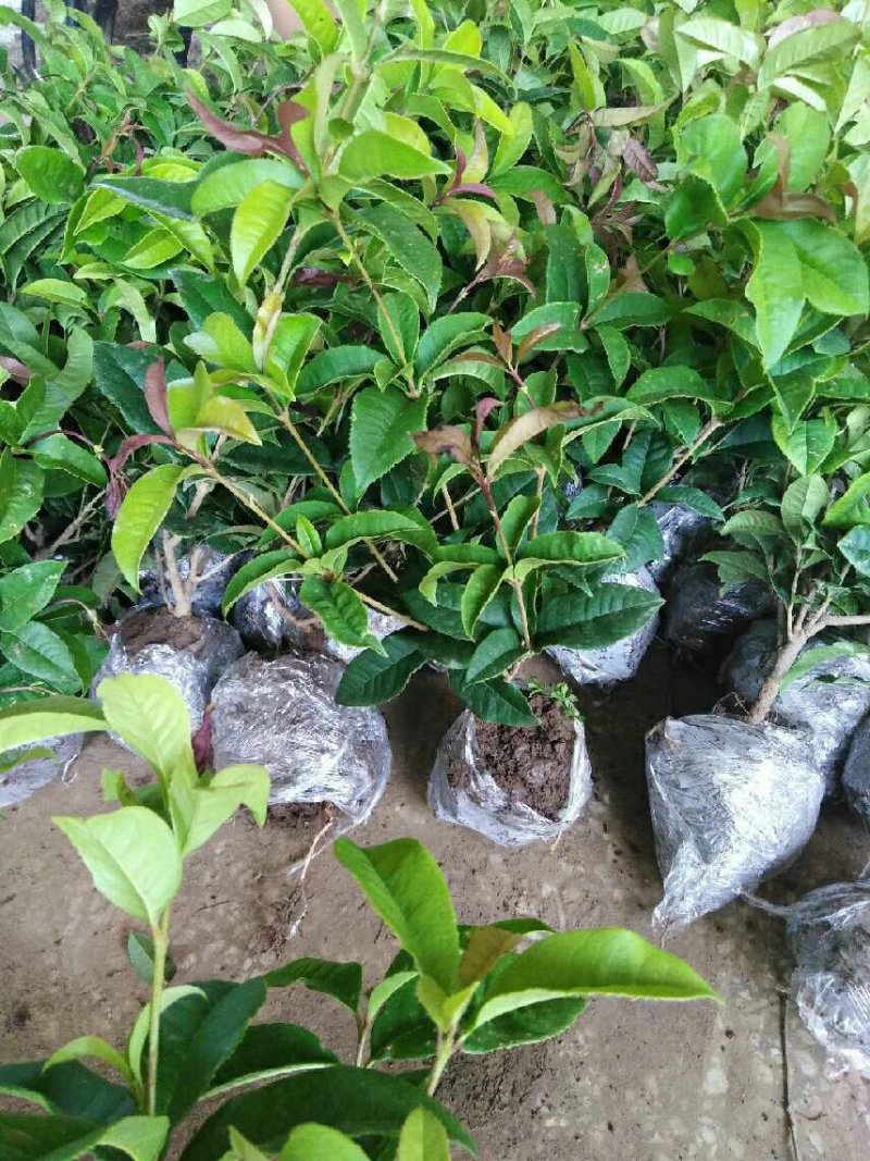 当年开花桂花树苗四季桂花树盆栽地栽四季开花桂花树苗8元