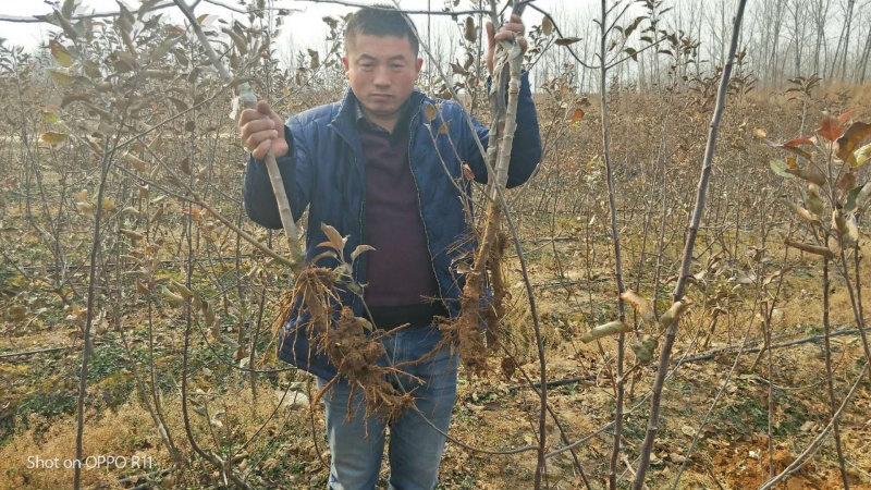 维纳斯黄金苹果苗-树苗苗基地包成活肉质好-果汁多口感脆香