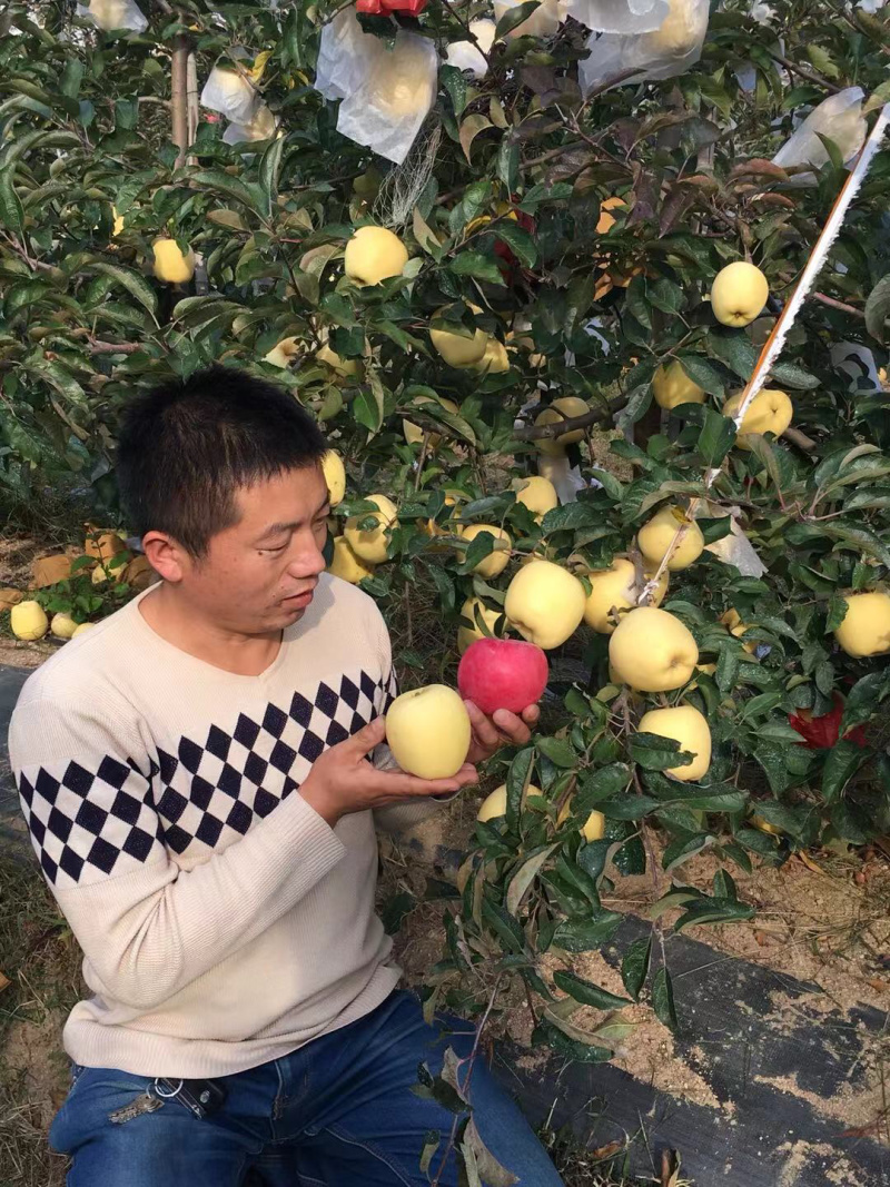 维纳斯黄金苹果苗-树苗苗基地包成活肉质好-果汁多口感脆香