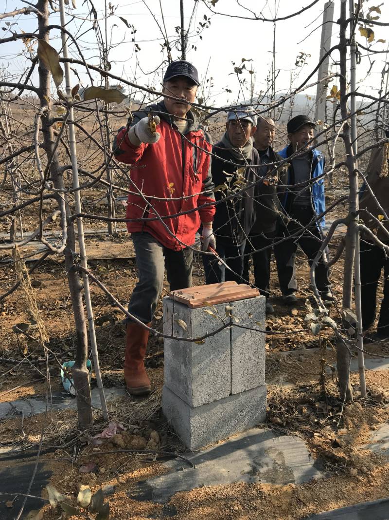 维纳斯黄金苹果苗-树苗苗基地包成活肉质好-果汁多口感脆香
