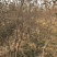 维纳斯黄金苹果苗-树苗苗基地包成活肉质好-果汁多口感脆香