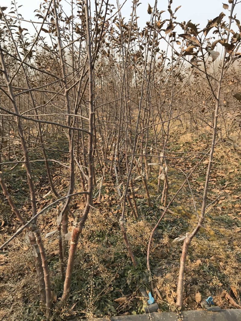 维纳斯黄金苹果苗-树苗苗基地包成活肉质好-果汁多口感脆香