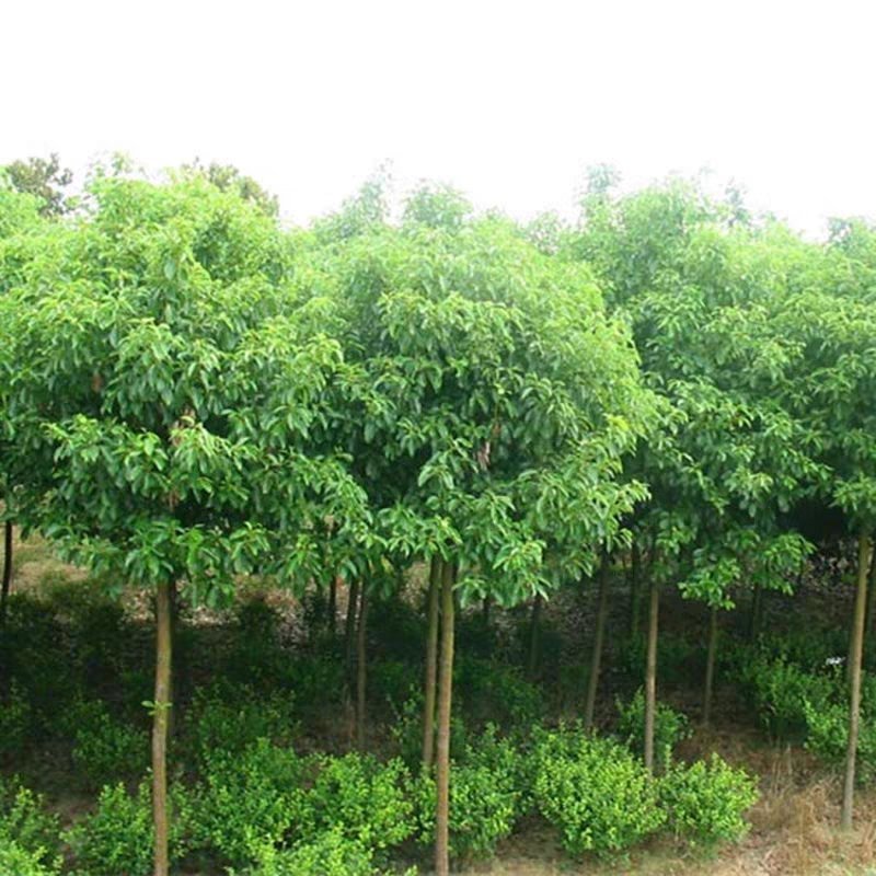 香樟树苗香樟木树大叶女贞树苗四季常青庭院植物花卉驱蚊盆栽