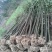 香樟树苗香樟木树大叶女贞树苗四季常青庭院植物花卉驱蚊盆栽