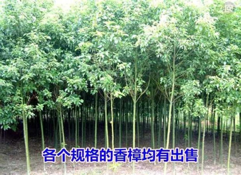香樟树苗香樟木树大叶女贞树苗四季常青庭院植物花卉驱蚊盆栽