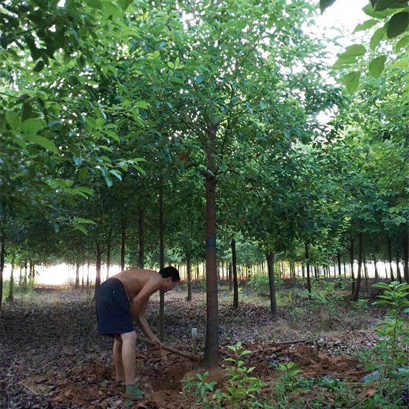 香樟树苗香樟木树大叶女贞树苗四季常青庭院植物花卉驱蚊盆栽