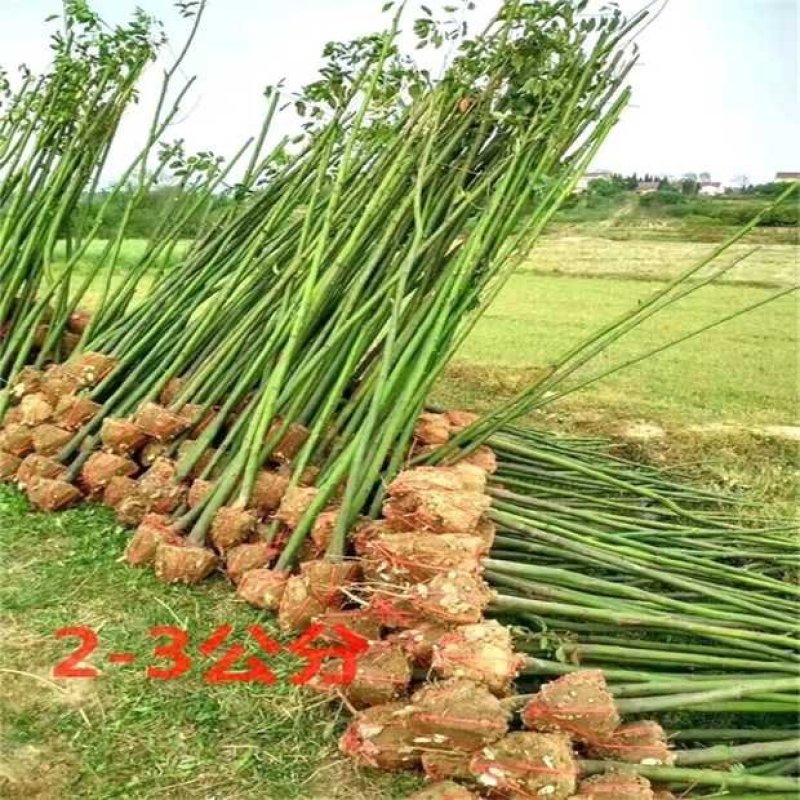 香樟树苗香樟木树大叶女贞树苗四季常青庭院植物花卉驱蚊盆栽