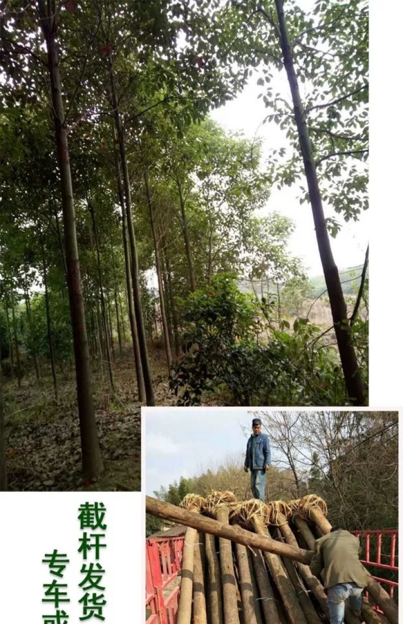 香樟树苗香樟木树大叶女贞树苗四季常青庭院植物花卉驱蚊盆栽