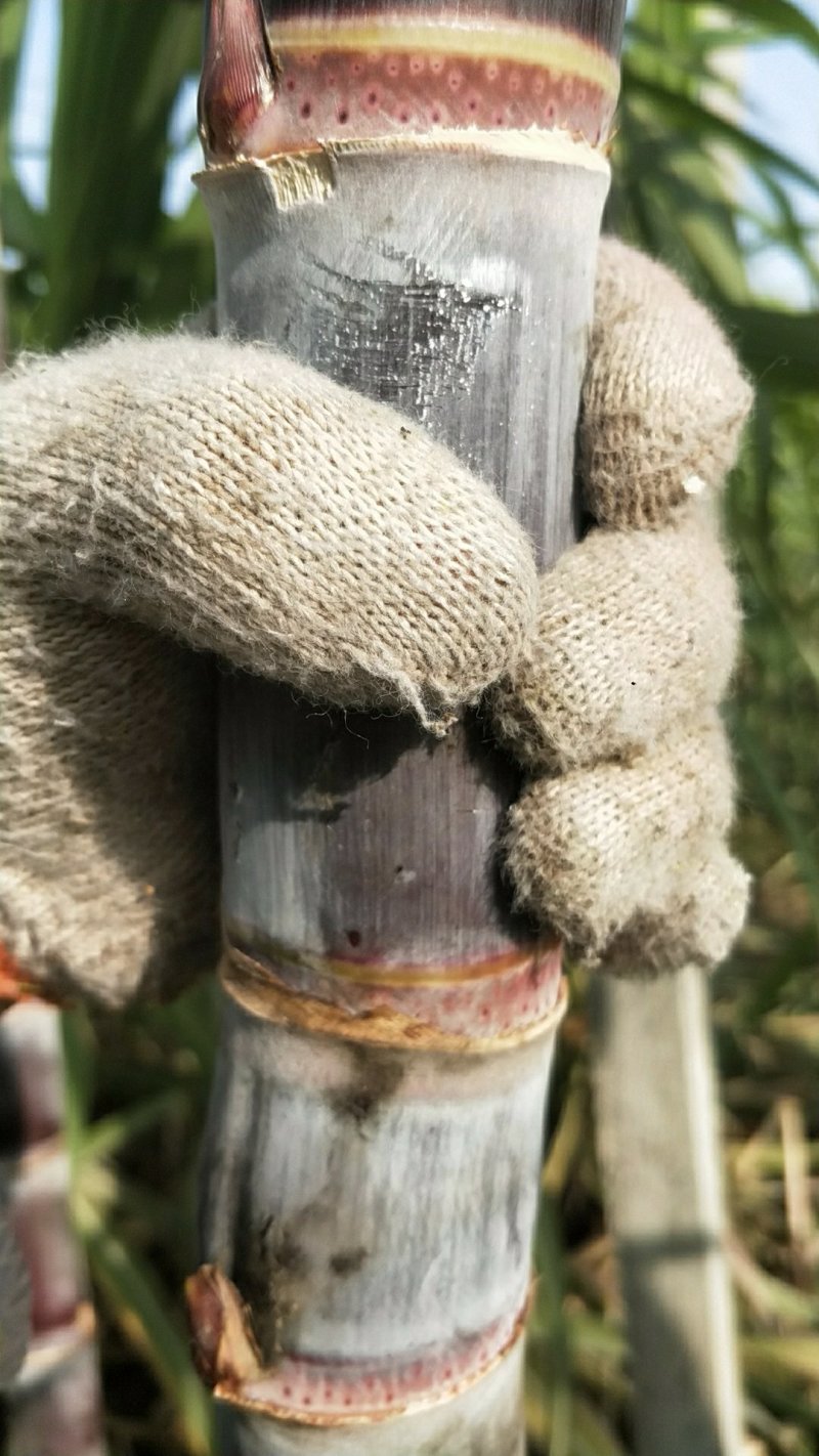 山东黑皮甘蔗苗、甘蔗种子、酥、脆、甜，（包种植成功技术）