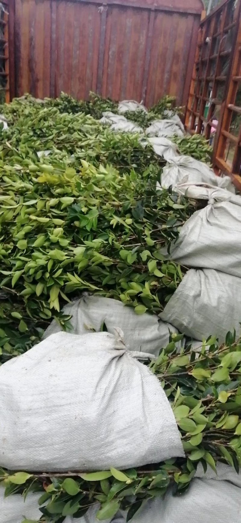 价格可谈量大从优长林系油茶苗营养杯20-100顺风包邮