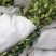 价格可谈量大从优长林系油茶苗营养杯20-100顺风包邮