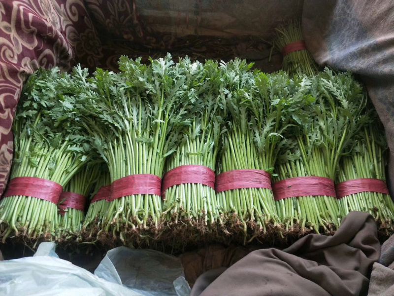 🔥🔥精品茼蒿产地直发【专业代办】货源充足运输便利