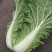 【精品】白菜净菜毛菜3-5全国供应基地直发欢迎联系