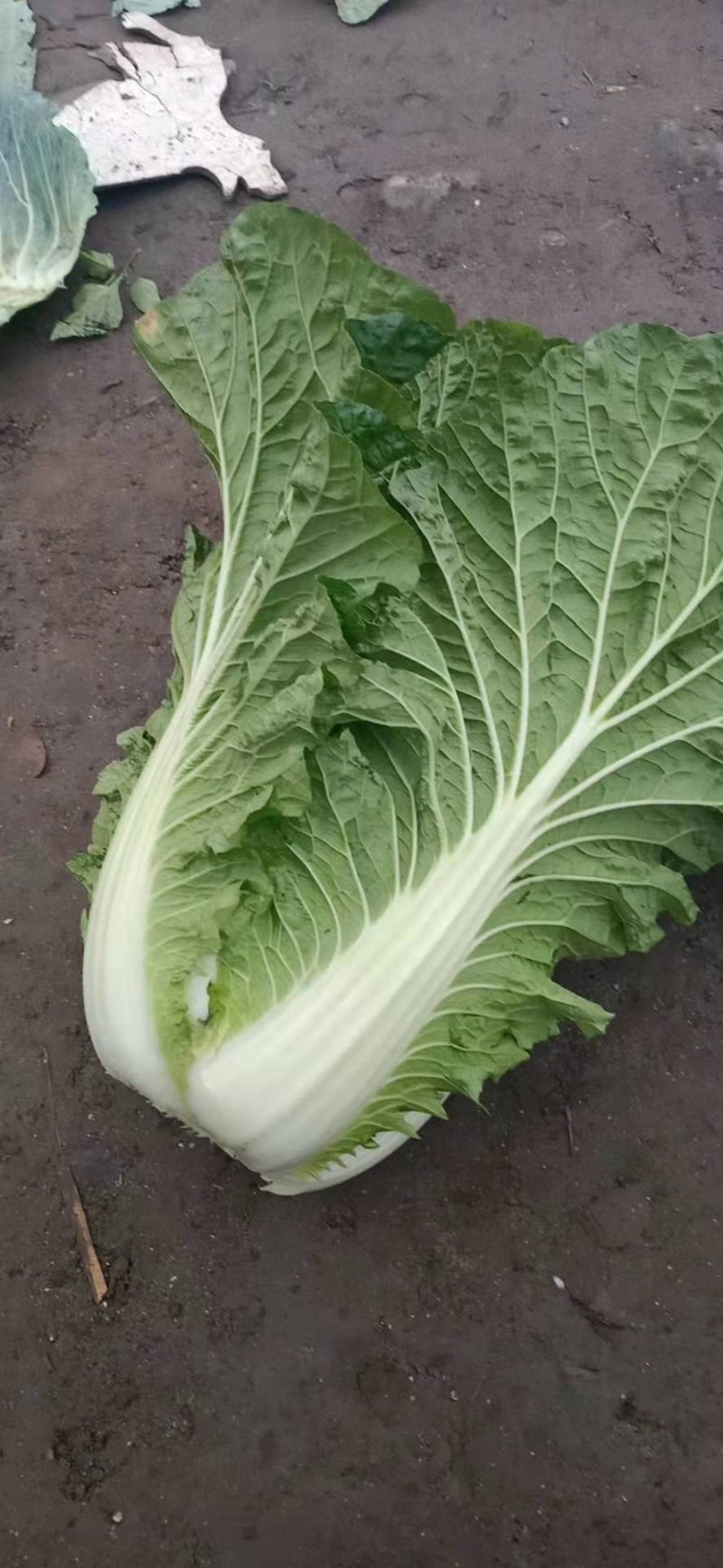 【精品】白菜净菜毛菜3-5全国供应基地直发欢迎联系