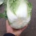 【精品】白菜净菜毛菜3-5全国供应基地直发欢迎联系