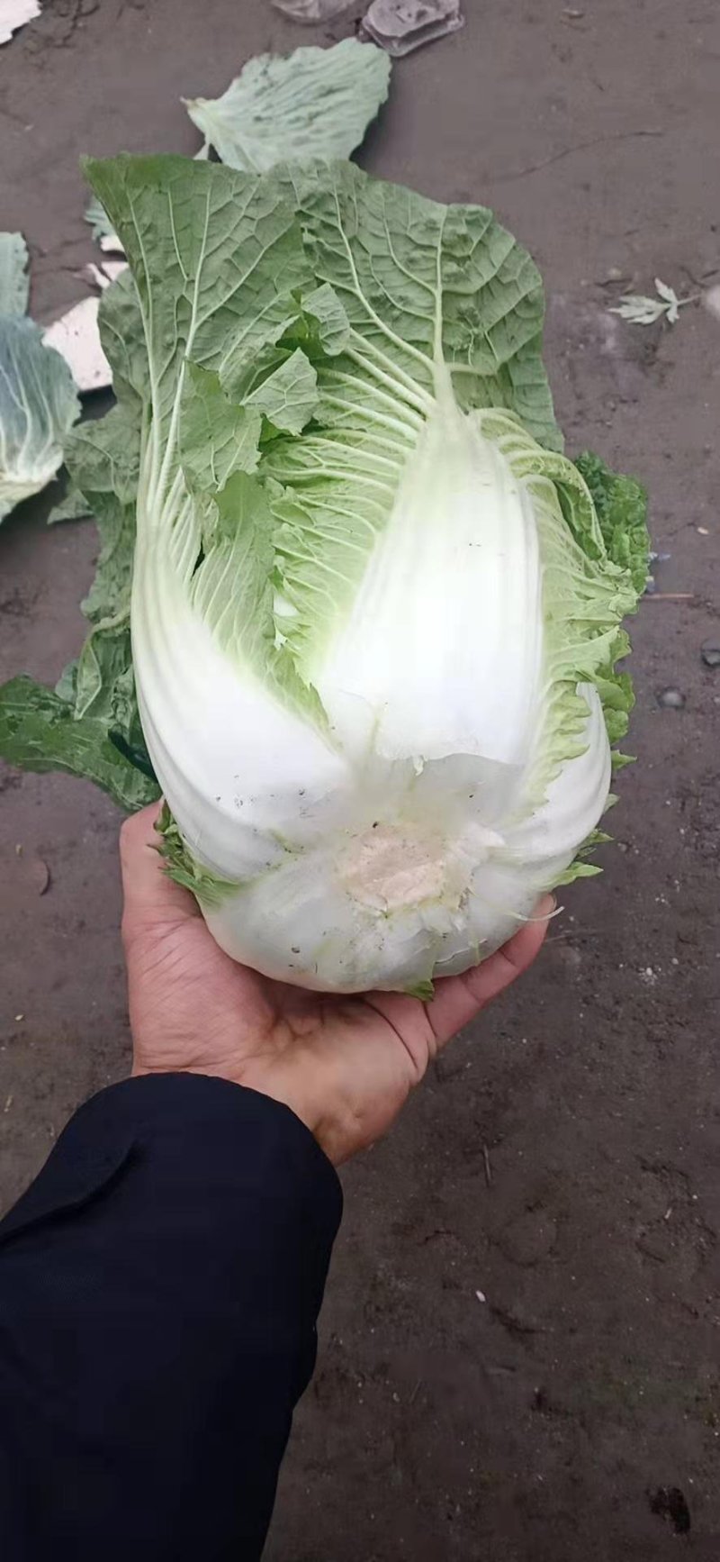 【精品】白菜净菜毛菜3-5全国供应基地直发欢迎联系