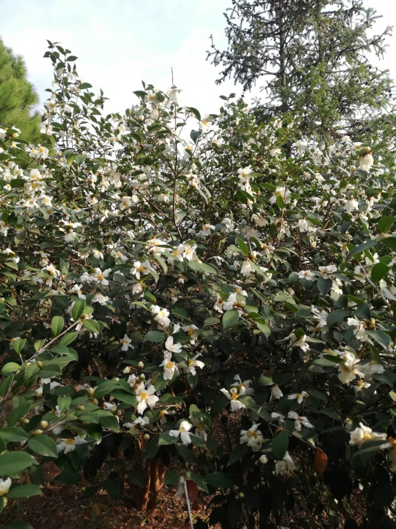 价格可谈量大从优长林系油茶苗营养杯20-100顺风包邮