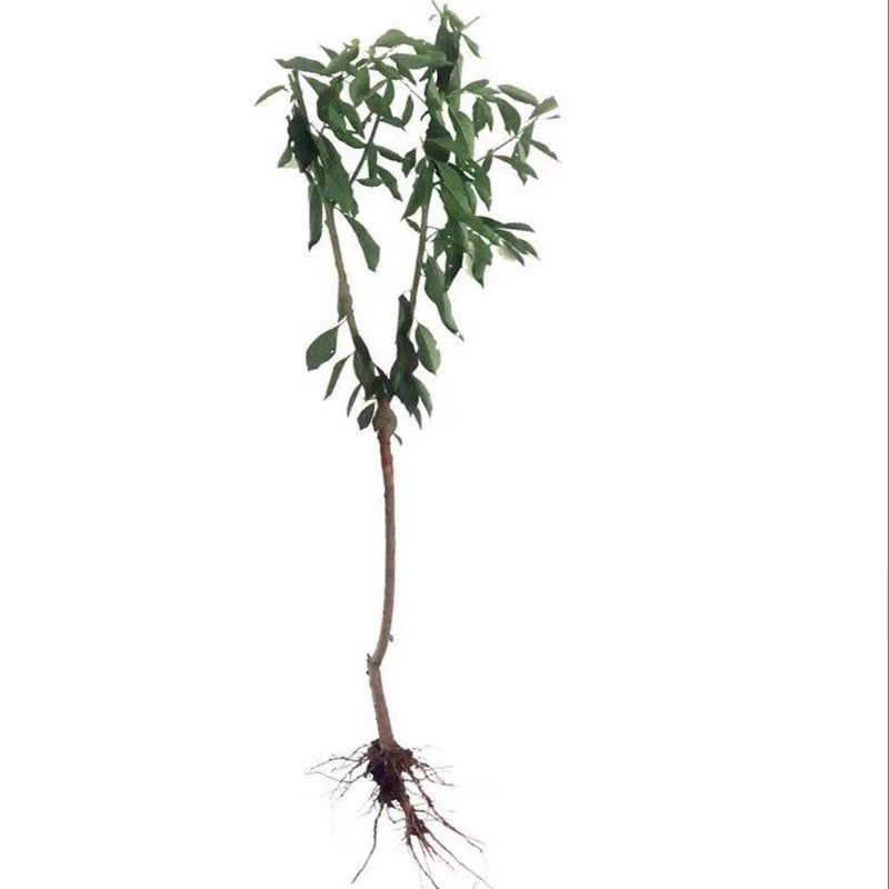 丑梨苗嫁接梨树苗水果苗梨树苗南方北方种植庭院盆栽