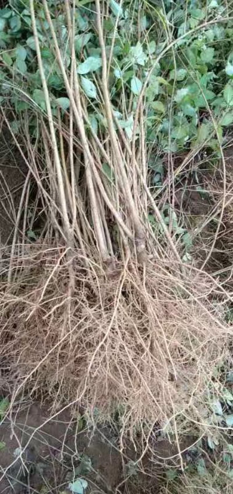 药用连翘苗5号高产大果耐寒耐旱山地种植