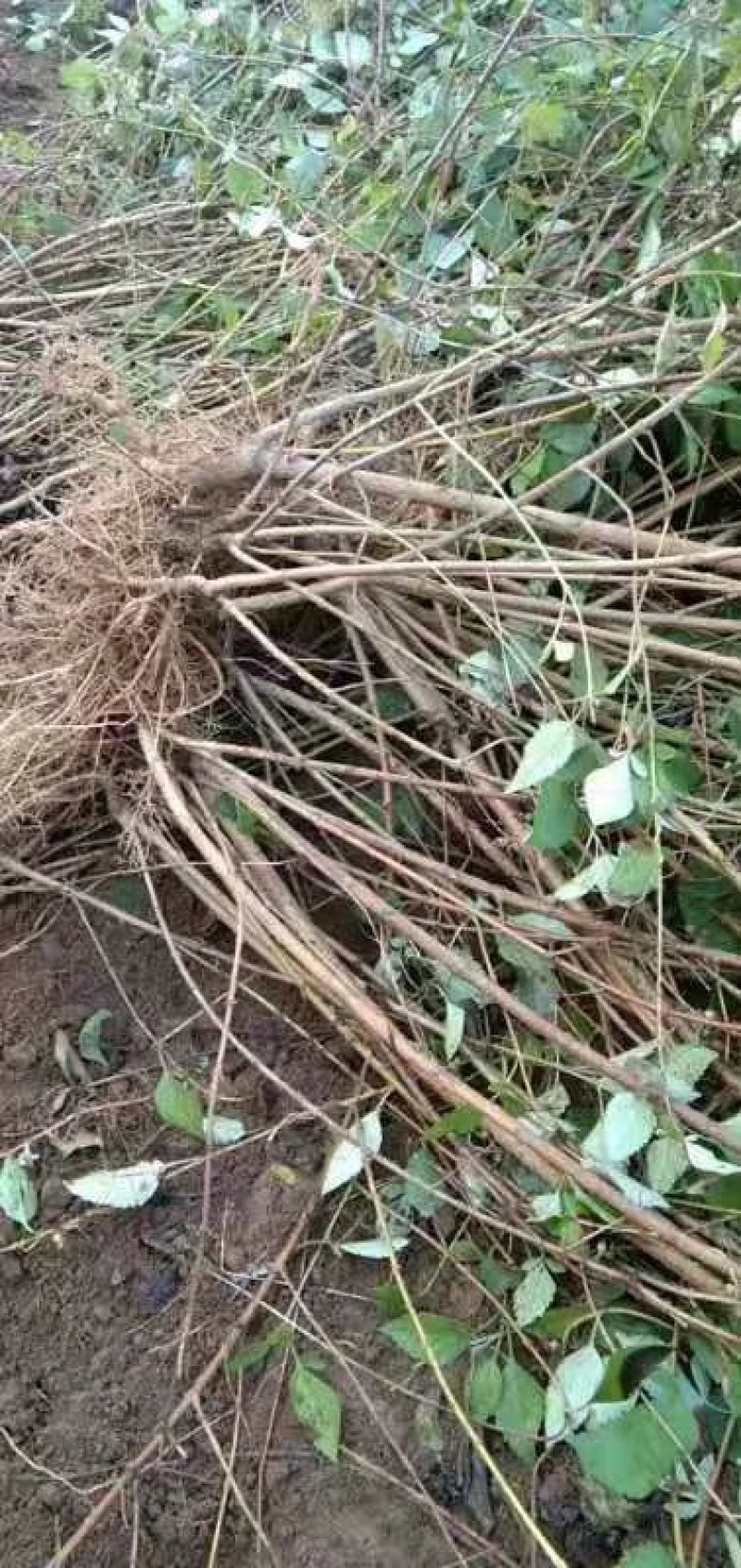 药用连翘苗5号高产大果耐寒耐旱山地种植