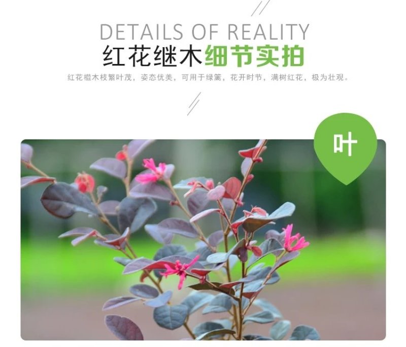 【有好货】红花继木苗红花红篱笆继木绿化色块树红叶紫工程苗木