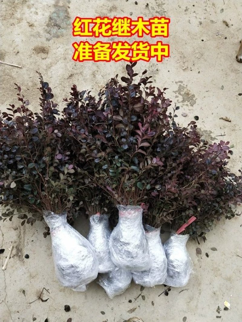 【有好货】红花继木苗红花红篱笆继木绿化色块树红叶紫工程苗木
