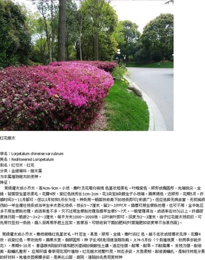 【有好货】红花继木苗红花红篱笆继木绿化色块树红叶紫工程苗木