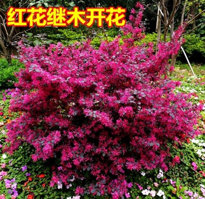 【有好货】红花继木苗红花红篱笆继木绿化色块树红叶紫工程苗木