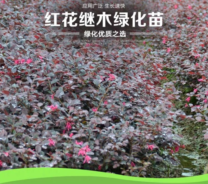 【有好货】红花继木苗红花红篱笆继木绿化色块树红叶紫工程苗木