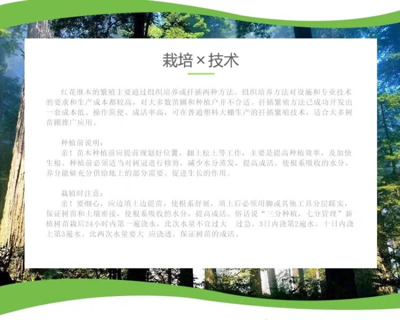 【有好货】红花继木苗红花红篱笆继木绿化色块树红叶紫工程苗木