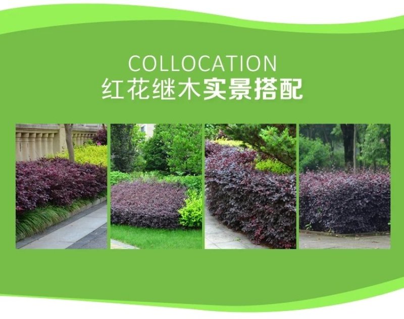 【有好货】红花继木苗红花红篱笆继木绿化色块树红叶紫工程苗木