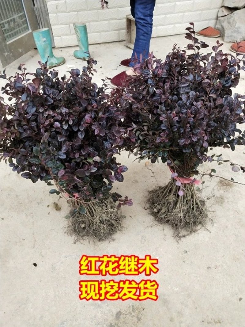 【有好货】红花继木苗红花红篱笆继木绿化色块树红叶紫工程苗木