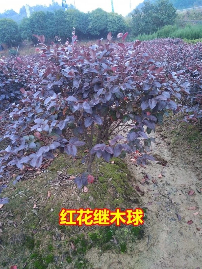 【有好货】红花继木苗红花红篱笆继木绿化色块树红叶紫工程苗木