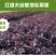【有好货】红花继木苗红花红篱笆继木绿化色块树红叶紫工程苗木