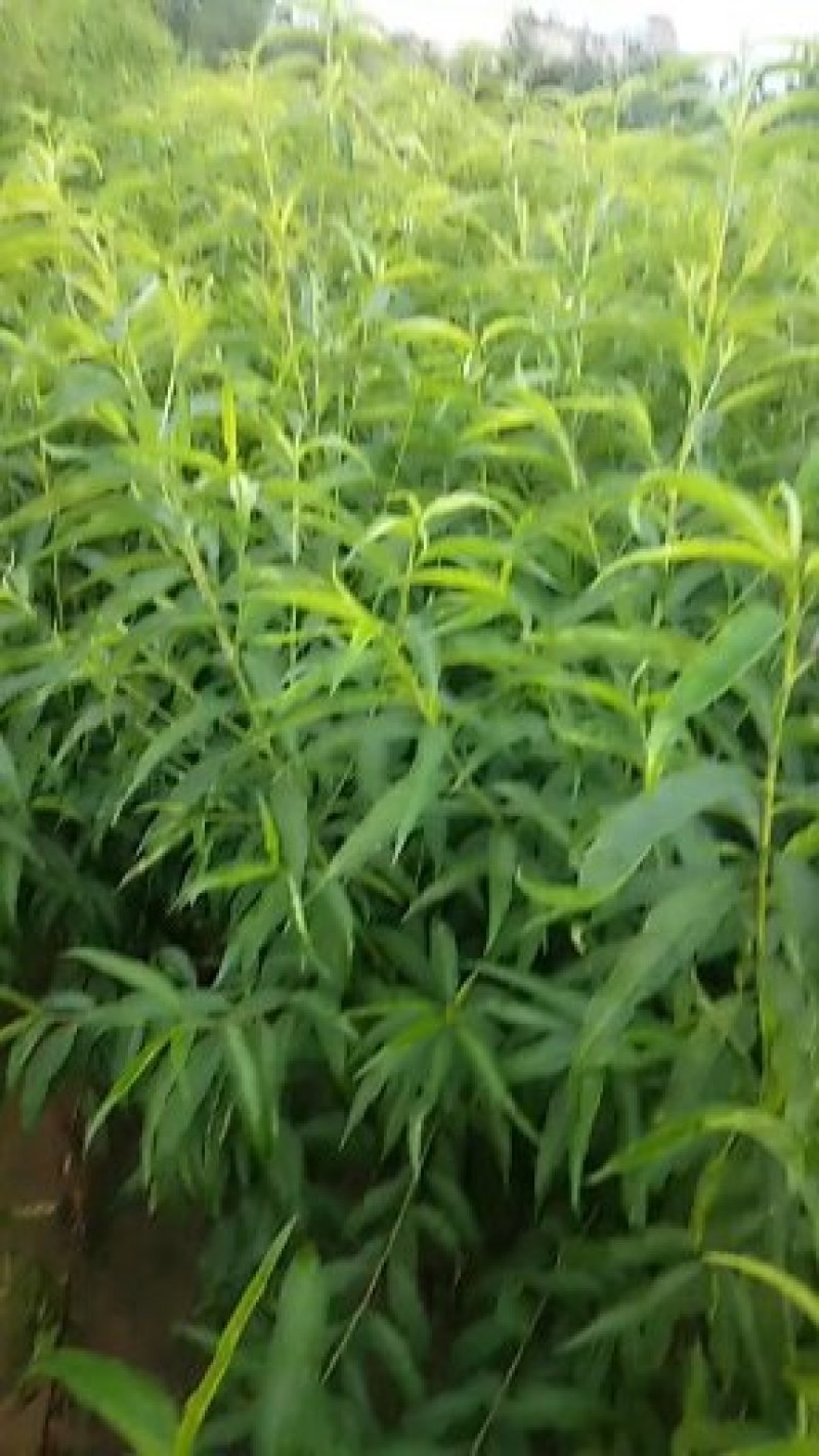 :桃树嫁苗:中油四号。:60～80高:100～150高