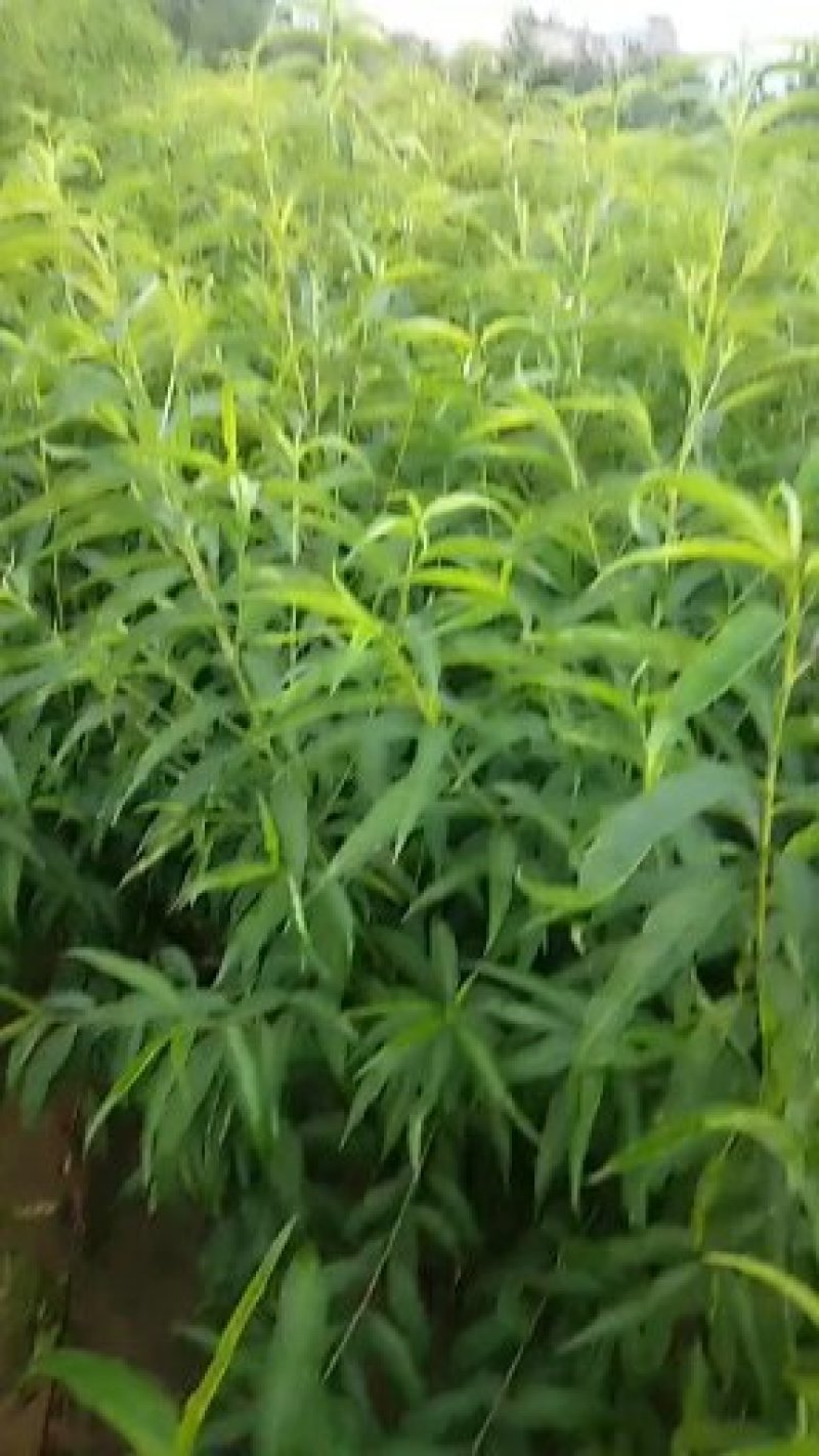:桃树嫁苗:中油四号。:60～80高:100～150高