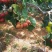 山楂苗歪把子山楂苗朝鲜红山楂树苗当年结果南北方种植盆栽果