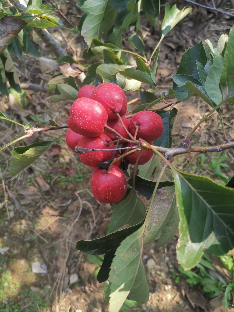 山楂苗歪把子山楂苗朝鲜红山楂树苗当年结果南北方种植盆栽果