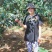 山楂苗歪把子山楂苗朝鲜红山楂树苗当年结果南北方种植盆栽果