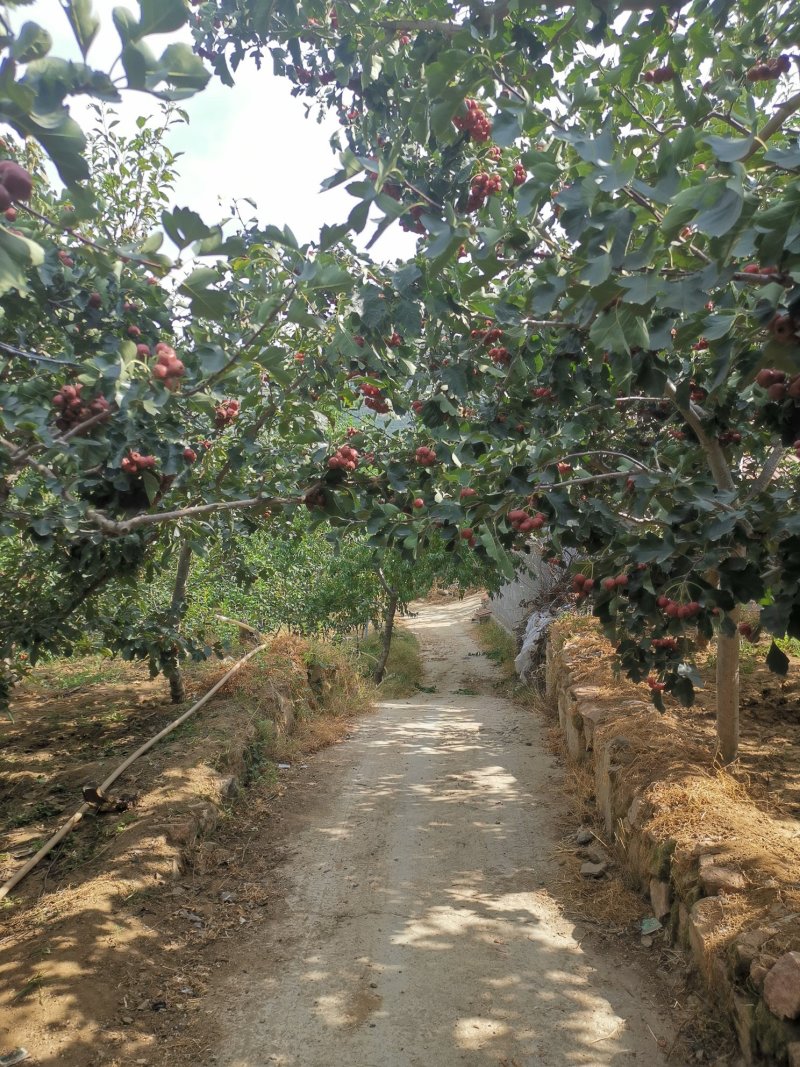 山楂苗歪把子山楂苗朝鲜红山楂树苗当年结果南北方种植盆栽果