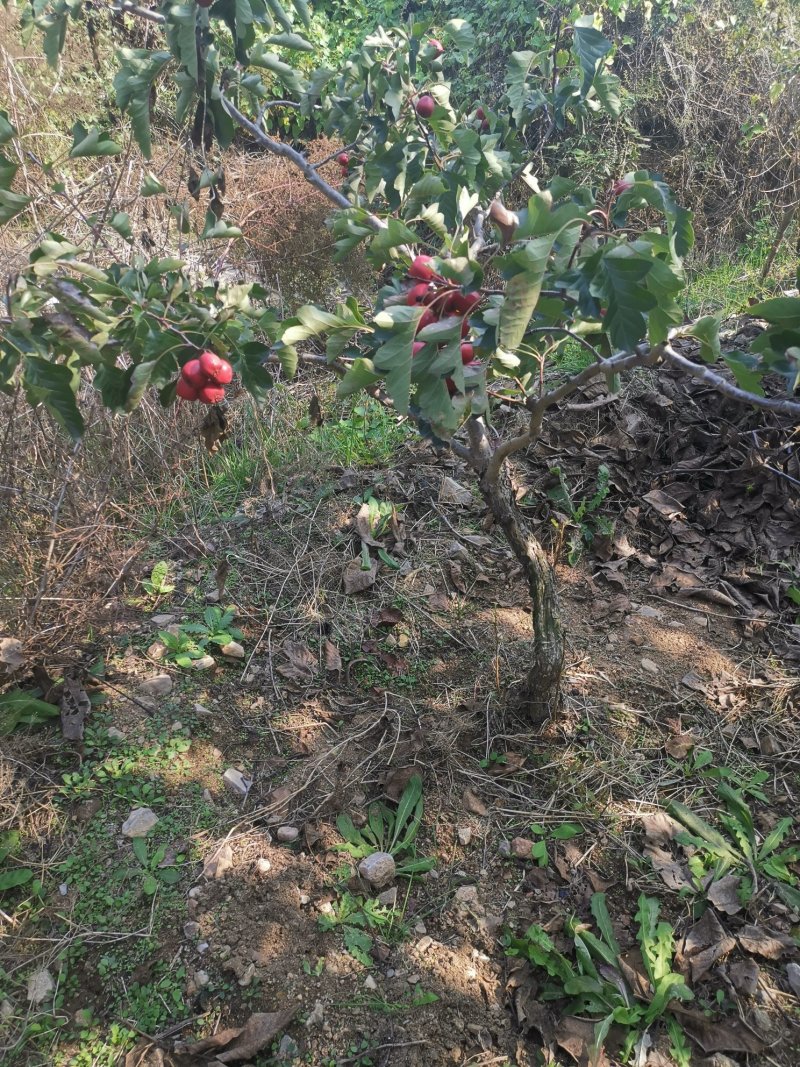 山楂苗歪把子山楂苗朝鲜红山楂树苗当年结果南北方种植盆栽果