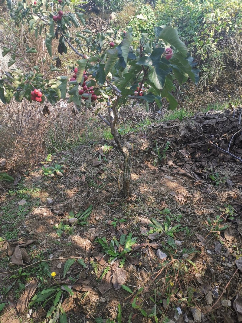 山楂苗歪把子山楂苗朝鲜红山楂树苗当年结果南北方种植盆栽果