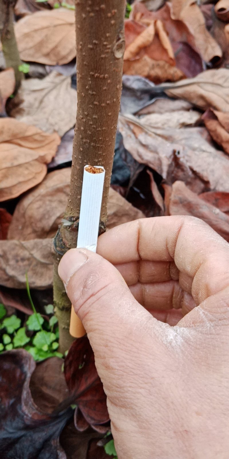 大秋甜柿苗大秋甜柿子苗柿子苗脆柿苗