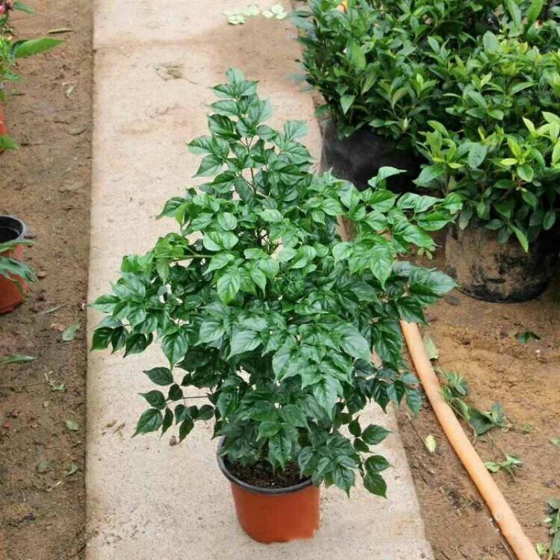 幸福树盆栽大小型绿植包邮客厅办公室内花卉南北方四季平安树