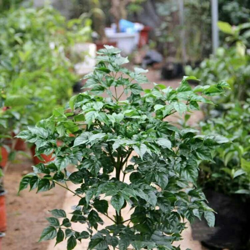 幸福树盆栽大小型绿植包邮客厅办公室内花卉南北方四季平安树