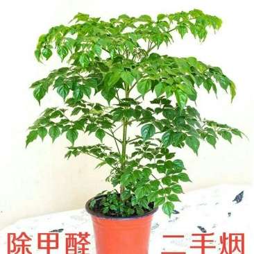 幸福树盆栽大小型绿植包邮客厅办公室内花卉南北方四季平安树